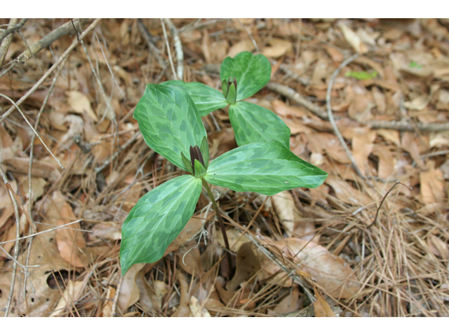 Trillium gracile (Slender trillium) #36823