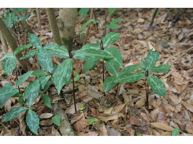 Trillium gracile (Slender trillium) #36826