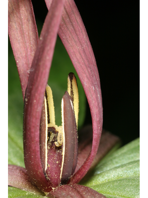 Trillium gracile (Slender trillium) #36830