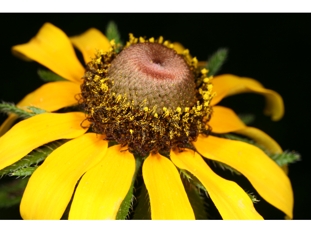 Rudbeckia hirta (Black-eyed susan) #36832