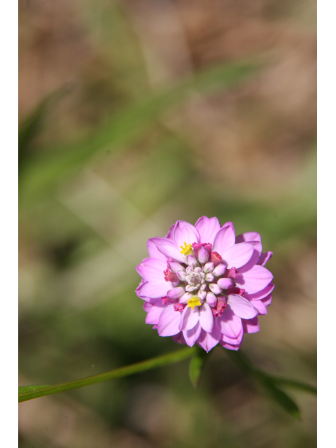 Polygala mariana (Maryland milkwort) #36835