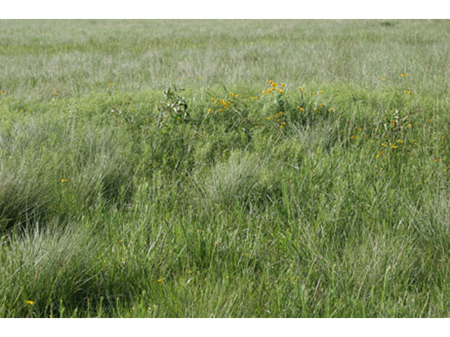 Sporobolus silveanus (Silveus' dropseed) #36853