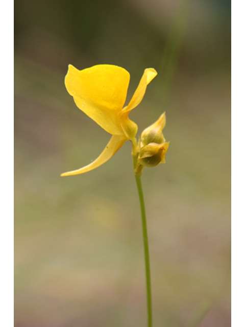 Utricularia cornuta (Horned bladderwort) #36859