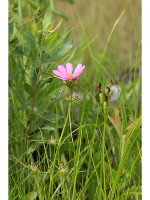 Sabatia gentianoides (Pinewoods rose gentian) #36894