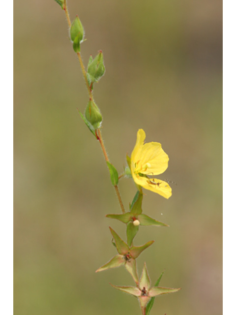 Ludwigia hirtella (Spindleroot) #36895