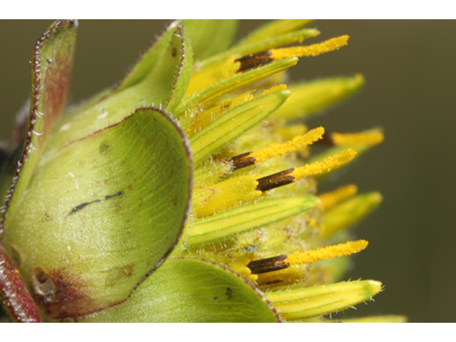 Silphium gracile (Slender rosinweed) #36904