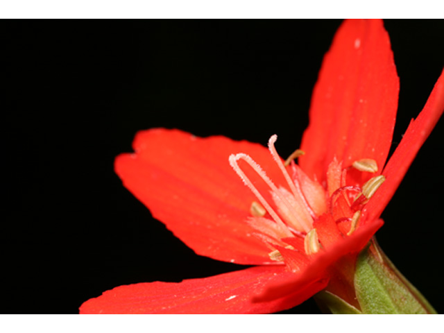 Silene subciliata (Prairie-fire pink) #36916