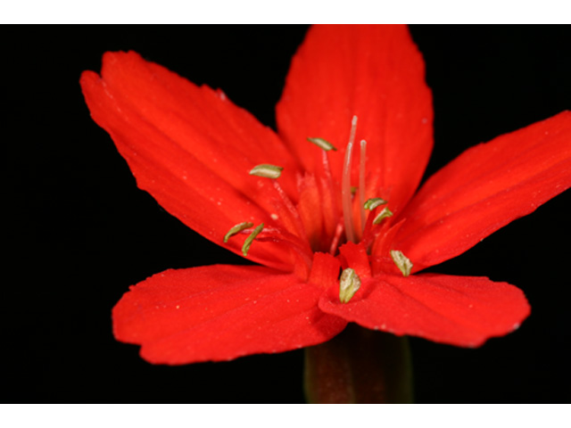 Silene subciliata (Prairie-fire pink) #36917