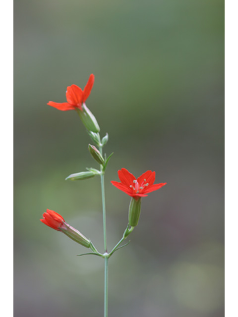 Silene subciliata (Prairie-fire pink) #36919