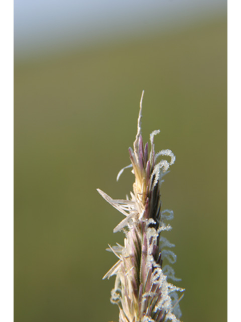 Spartina spartinae (Gulf cordgrass) #36922