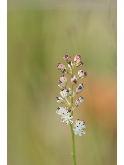 Triantha glutinosa (Sticky tofieldia) #36923