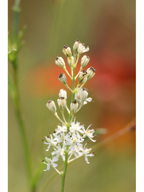 Triantha glutinosa (Sticky tofieldia) #36926