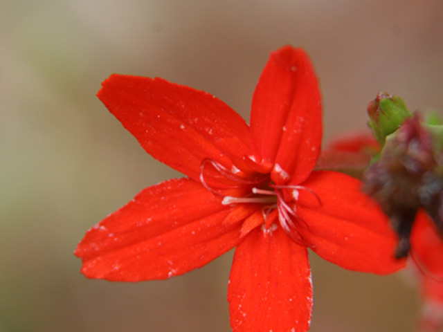 Silene subciliata (Prairie-fire pink) #36948