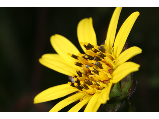 Silphium gracile (Slender rosinweed) #36955