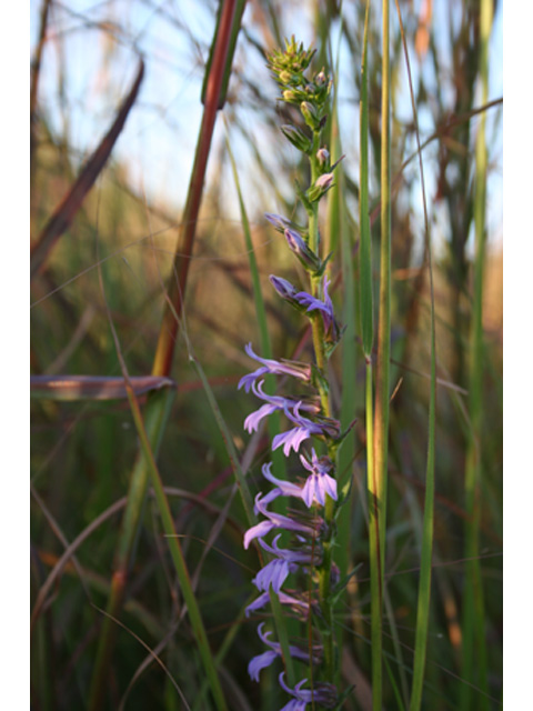 Lobelia puberula (Downy lobelia) #36963