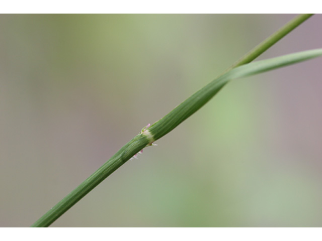 Tridens strictus (Longspike tridens) #36965