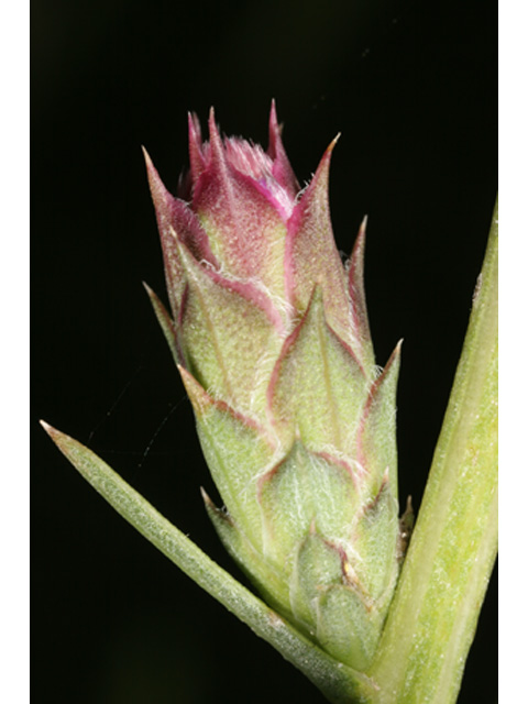 Liatris bracteata (Bracted blazing star) #36976