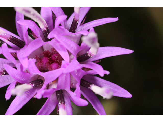 Liatris bracteata (Bracted blazing star) #36980