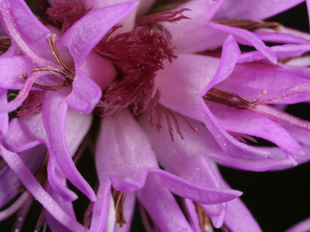 Liatris bracteata (Bracted blazing star) #36981