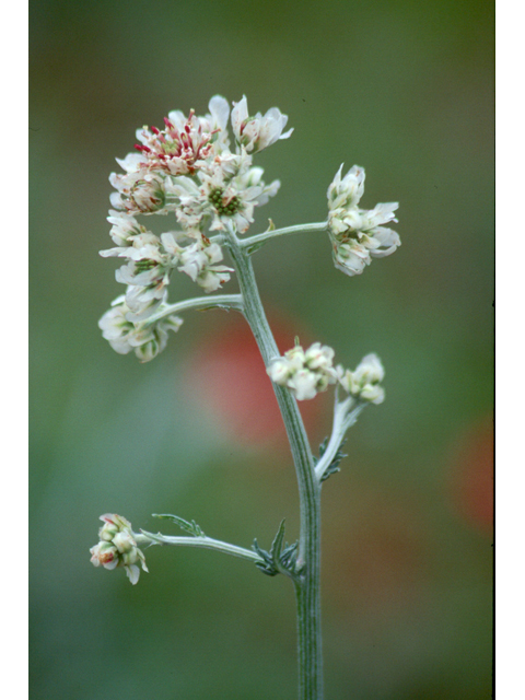 Hymenopappus artemisiifolius (Oldplainsman) #37019