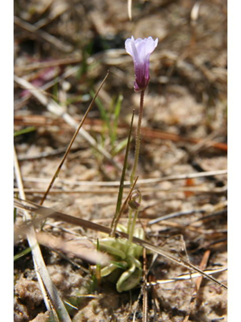 Pinguicula pumila (Small butterwort) #37033