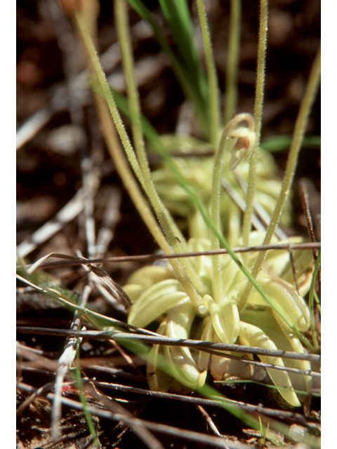 Pinguicula pumila (Small butterwort) #37051