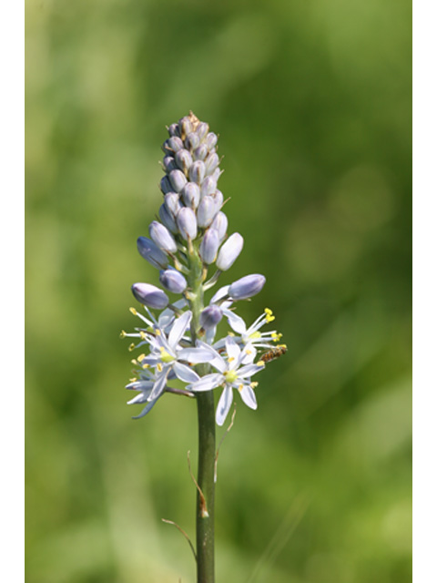 Camassia angusta (Prairie camas) #37076