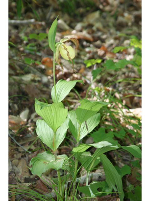 Cypripedium kentuckiense (Southern lady's-slipper) #37077