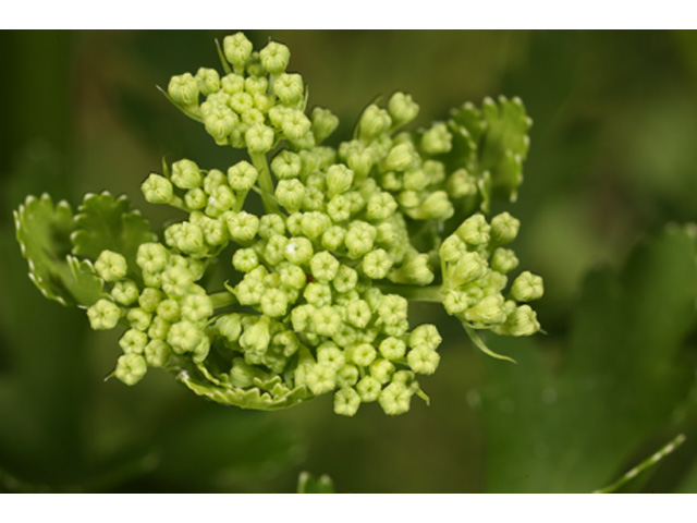 Polytaenia texana (Texas prairie parsley) #37079