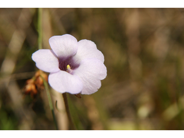 Pinguicula pumila (Small butterwort) #37080