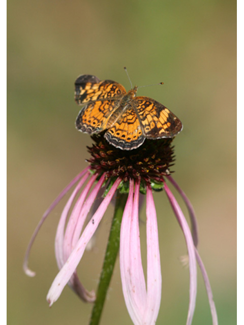 Echinacea sanguinea (Sanguine purple coneflower) #37092