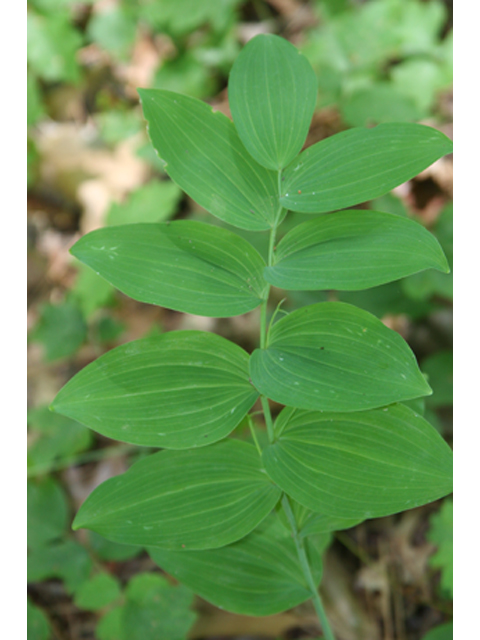 Polygonatum biflorum (Smooth solomon's seal) #37099