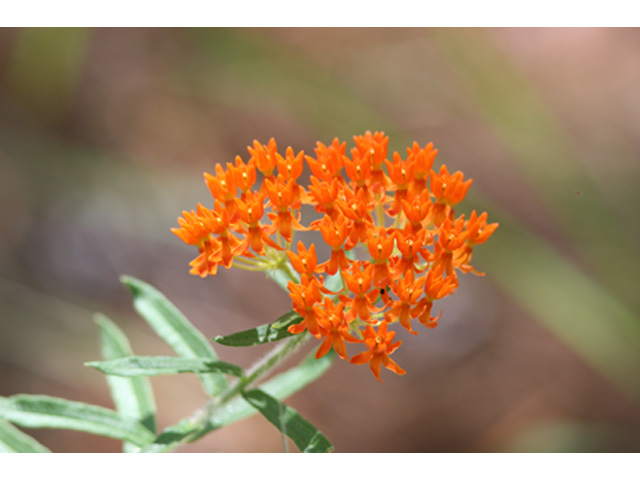 Asclepias tuberosa (Butterflyweed) #37101