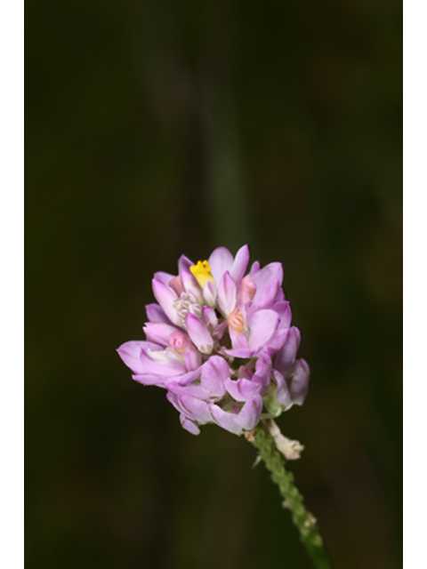 Polygala mariana (Maryland milkwort) #37106