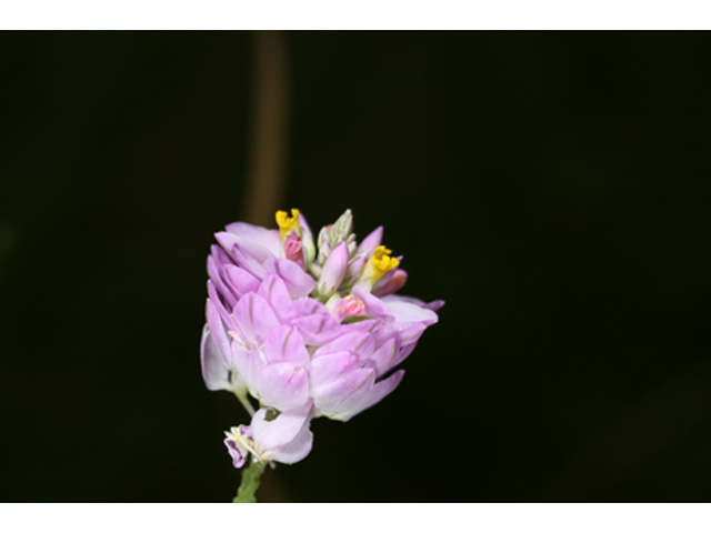 Polygala mariana (Maryland milkwort) #37107