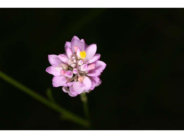 Polygala mariana (Maryland milkwort) #37108