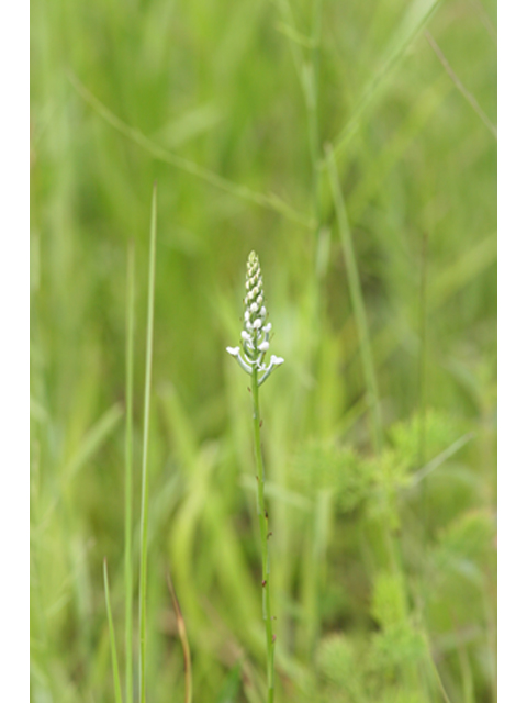 Platanthera nivea (Snowy orchid) #37136