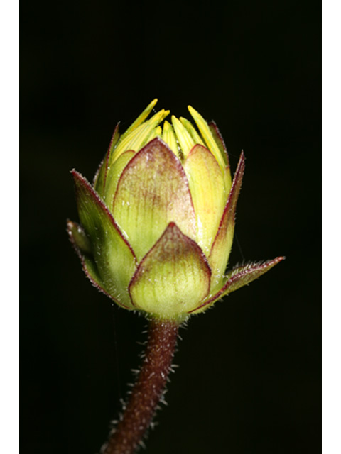 Silphium gracile (Slender rosinweed) #37160