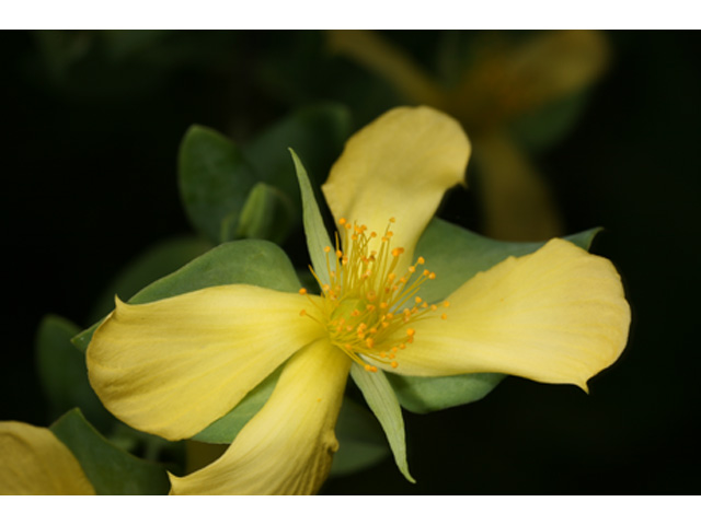 Hypericum crux-andreae (St. peter's-wort) #37161