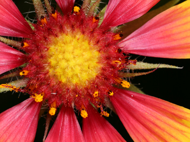 Gaillardia aestivalis var. aestivalis (Lanceleaf blanketflower) #37191