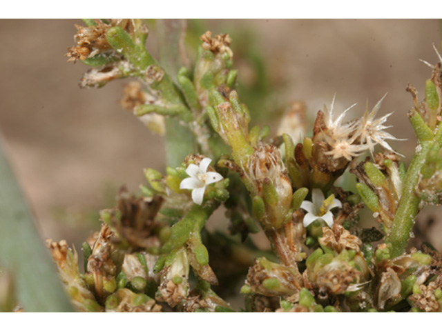 Thurovia triflora (Threeflower snakeweed) #37206