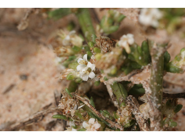 Thurovia triflora (Threeflower snakeweed) #37207