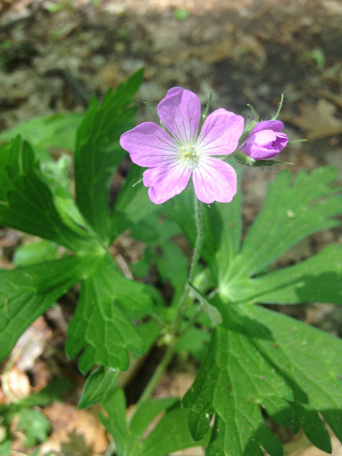 Geranium maculatum (Spotted geranium) #45070