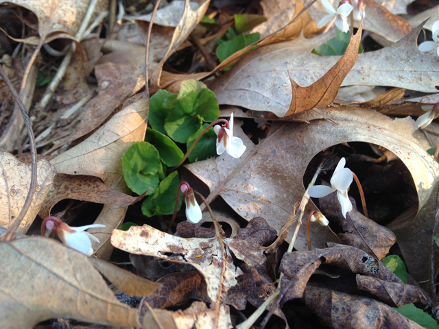 Viola macloskeyi (Small white violet) #45077