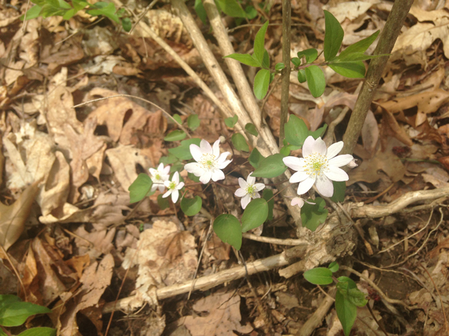 Thalictrum thalictroides (Rue anemone) #45085