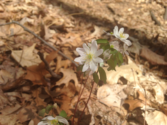 Thalictrum thalictroides (Rue anemone) #45086