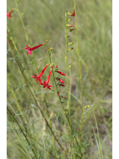 Ipomopsis aggregata (Scarlet gilia) #51791