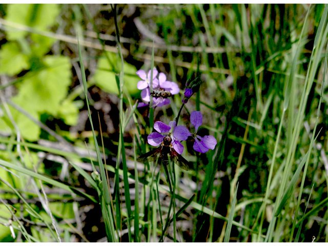 Schoenocrambe linearifolia (Slimleaf plainsmustard) #51792