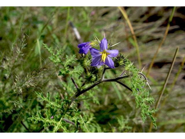 Solanum citrullifolium (Watermelon nightshade) #51794