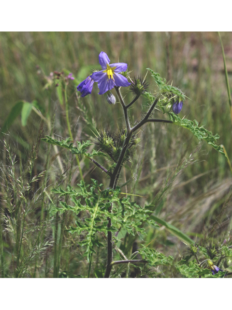 Solanum citrullifolium (Watermelon nightshade) #51795